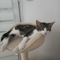 ALIBI, chat à adopter