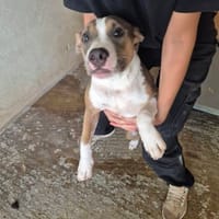 ALYBI, chienne à adopter