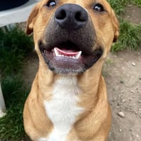 SKY, chien à adopter