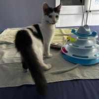 ANITA, chatte à adopter