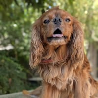 NOUKA, chien à adopter