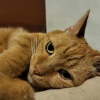 Klara, kotka do adopcji