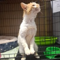 Kitan, kot do adopcji