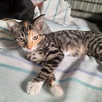 Ayumi, kotka do adopcji