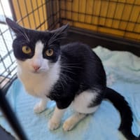 Debbie, kotka do adopcji