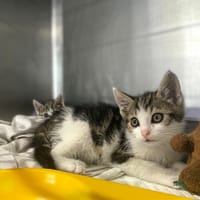 Wars, kot do adopcji