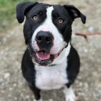 Akira, Hündin zur Adoption