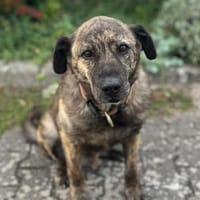 Buddy, Hund zur Adoption