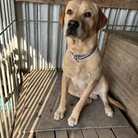 Foxred Labrador Retriever, Hund zur Adoption
