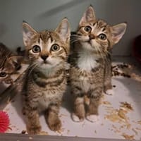 5 Katzenbrüder , leben in 48683 Ahaus, Kater zur Adoption