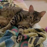 Lustige Roxy, Katze zur Adoption