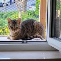 Liebe Rina, Katze zur Adoption