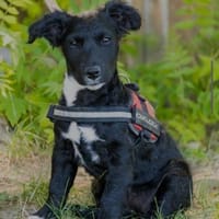 Csacsa, ein zuckersüßes Hundemädchen, Hündin zur Adoption