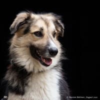 Jonny sucht dringend ein neues Zuhause, Hund zur Adoption