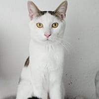 Putziger Val stellt sich vor, Kater zur Adoption