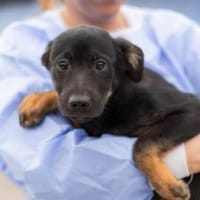 Schenk' Yakari ein Zuhause, Hund zur Adoption