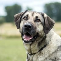 Bonita, Hündin zur Adoption