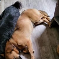 🌺 Peony sucht ein Sofaplätzchen🌺, Hündin zur Adoption