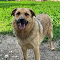 Samson  Herzenshund sucht sein Glück, Hund zur Adoption