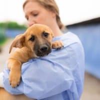 Baghira wartet auf seine Familie, Hund zur Adoption