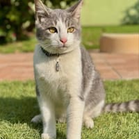 Airco 🐾 der verschmuste Wirbelwind😺🌀, Kater zur Adoption