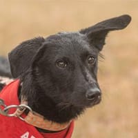 Casper  wartet in 91489 Wilhelmsdorf, Hund zur Adoption