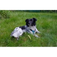 Zita  wartet in 56377 Seelbach, Hündin zur Adoption
