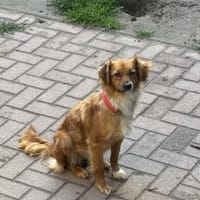 Liebe Hündin Sophia, Hündin zur Adoption