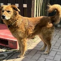 Traumhund für ältere Menschen, Hund zur Adoption
