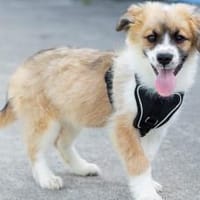 Honey sucht dich!, Hündin zur Adoption