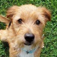 Kleiner OLI, Hund zur Adoption