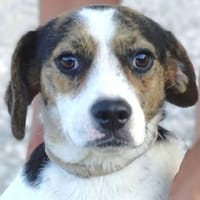 BESSIE sucht Zuhause, Hündin zur Adoption