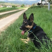 Billi Schäferhund rüde 7 j., Hund zur Adoption