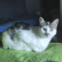 Liebe Becca, Katze zur Adoption