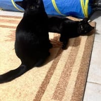 Matteo und Apollo aus dem Tierschutz, Kater zur Adoption