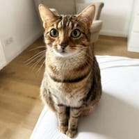 Die schöne TOKIO sucht ein Zuhause, Katze zur Adoption