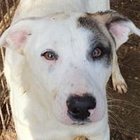 FREDERIK-hübscher,netter Rüde,50 cm, Hund zur Adoption