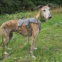 Yull liebt die Ruhe und Gemütlichkeit, Hund zur Adoption