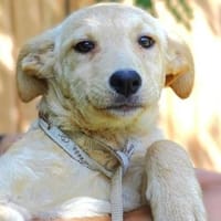 Kleine BEA sucht Familie, Hündin zur Adoption