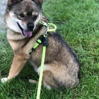 BUDDY, m., kastr., Mischling, 35 cm, Hund zur Adoption
