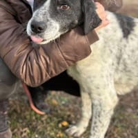 Lucky 6 Jahre ca 50 cm, Hund zur Adoption