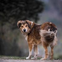 Dimo, der sanfte Riese 64 cm 5 Jahre, Hund zur Adoption