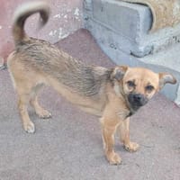 Isolde, klein, zuckersüß sucht Zuhause, Hündin zur Adoption
