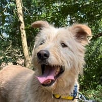 Messi - Roller Charakterhund, Hund zur Adoption