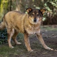 Briel - freundlicher Rüde mit Herz ❤, Hund zur Adoption