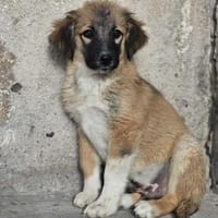 Cody - Familienanschluss gesucht, Hund zur Adoption