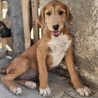 Wickie - Für-Immer-Körbchen gesucht, Hündin zur Adoption