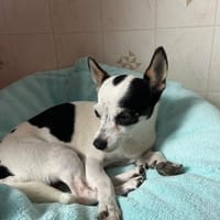 Kleine freundliche Chihuahua Hündin Amy, Hündin zur Adoption