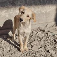 Anton - liebevolles Körbchen gesucht, Hund zur Adoption