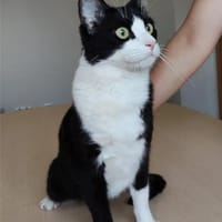 Raspy -sehr liebes, gutmütiges Katerchen, Kater zur Adoption